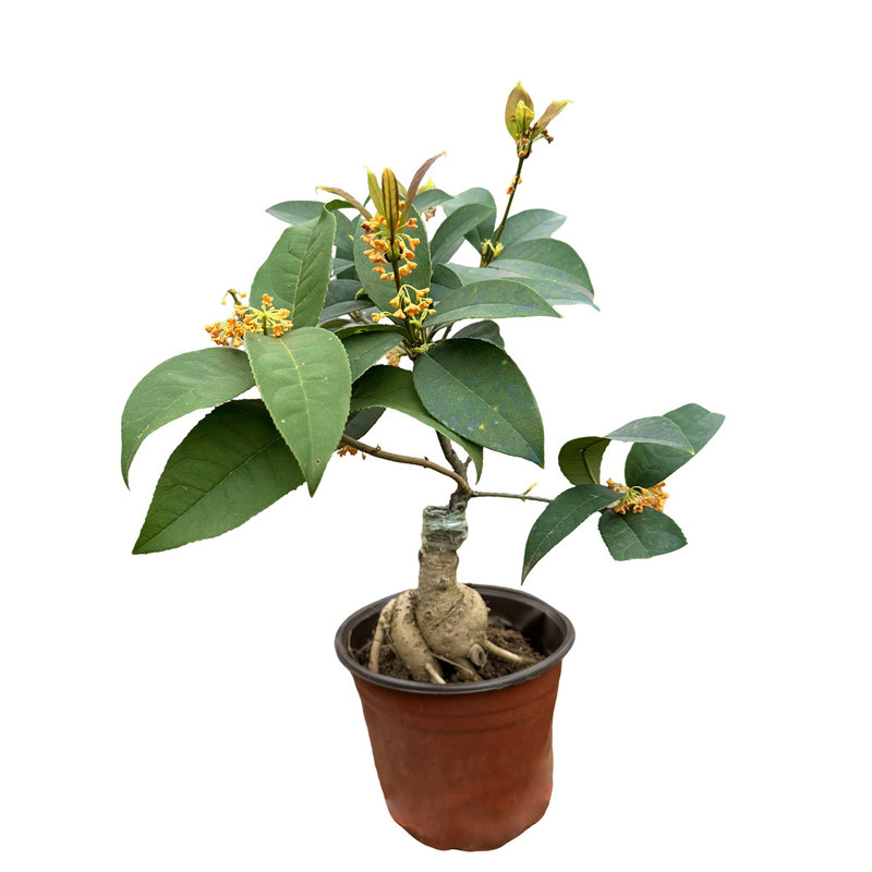 老桩丹桂花好养大型盆栽四季室内