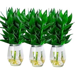 观音竹富贵竹水培植物轻奢花卉绿植室内盆栽四季好养招财转运竹子