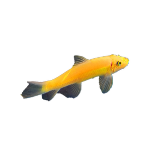 黄金青苔鼠鱼苗金苔鼠小型淡水清洁鱼工具鱼热带观赏鱼清道夫宠物