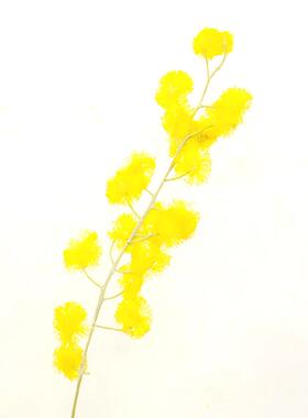 金合欢押花干花材料包