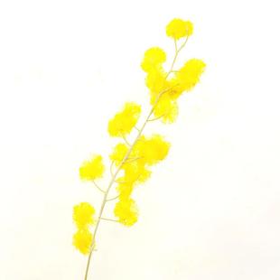 金合欢干花带枝叶花苞植物标本压花材料包 手工制作diy树叶贴画