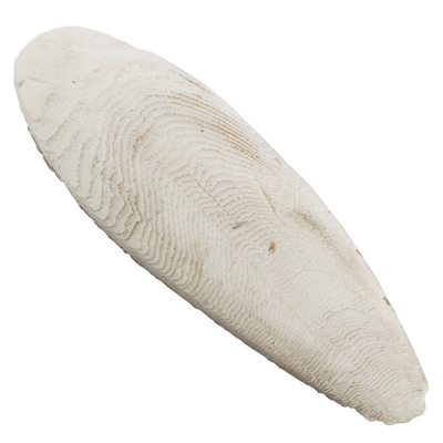 天然补钙 精磨墨鱼骨 陆龟水龟爬虫钙源 H-STUDIO