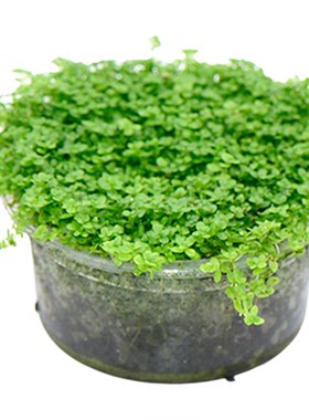 爬地矮珍珠无菌杯水草鱼缸造景