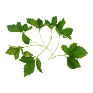 新鲜五叶神绞股蓝 蔬菜野菜煲汤泡茶食用特色食材福音草五七叶参
