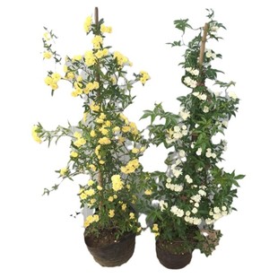 黄木香花苗爬藤植物红白木香树苗大苗室内庭院四季开花木香花盆栽