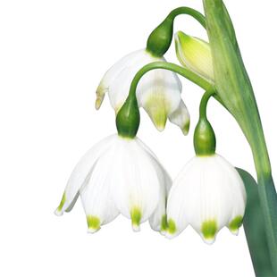 雪片莲种球进口耐寒多年生庭院花园花境球根植物地栽易养花卉虹越