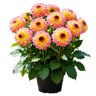 【重瓣】大丽花盆栽带花苞耐寒庭院阳台四季观花耐养植物好养易活