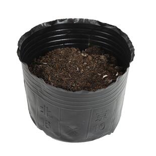 育苗营养杯育苗袋大号一次性花盆黑色种植塑料育苗杯育苗盆营养钵