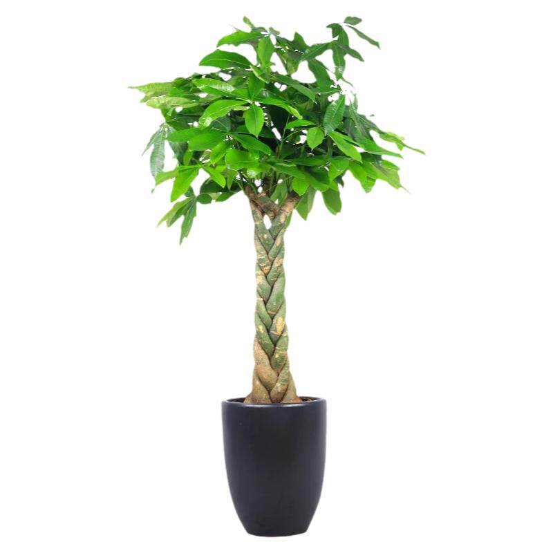 办公室绿植发财树绿植单杆辫子