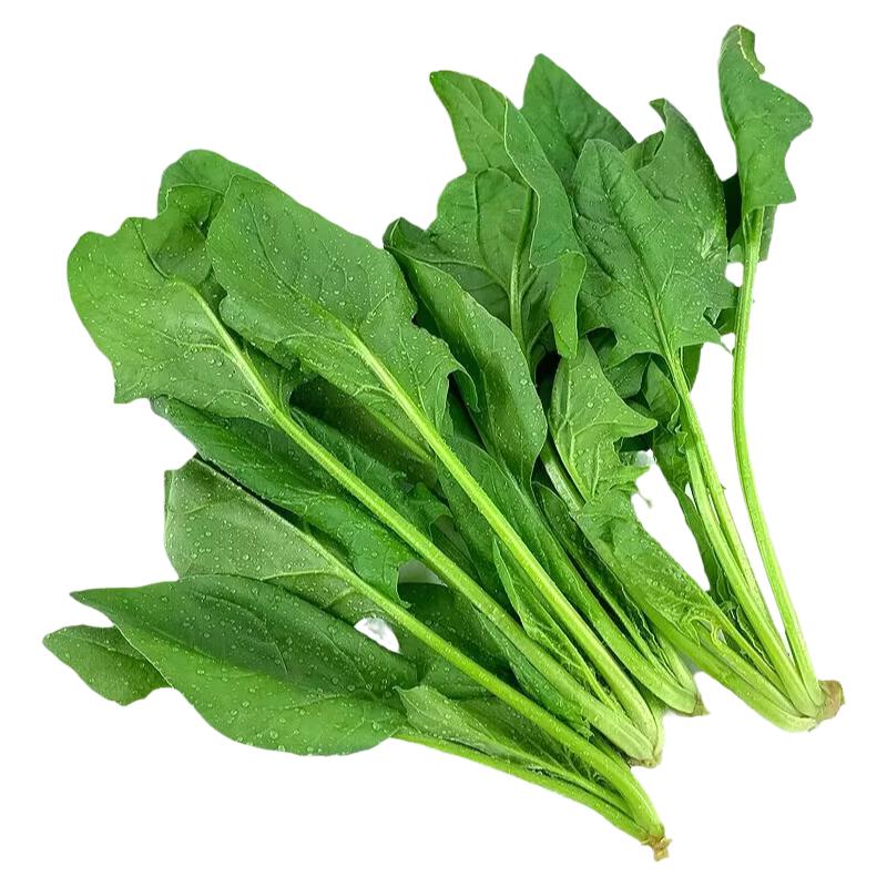 新鲜菠菜现挖现发菠菜农家种植当季时令蔬菜火锅食材顺丰包邮