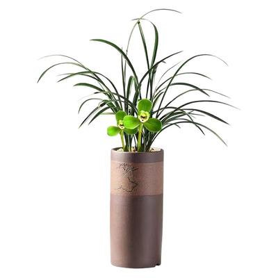 春兰老八种宋梅带花苞浓香名品兰