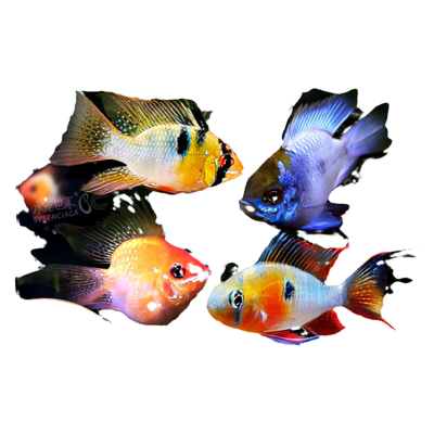 桃心金波子长尾阿凡达短鲷鱼