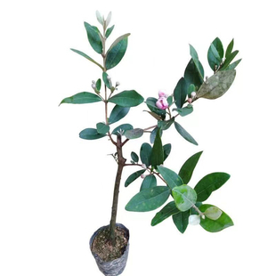 桃金娘稔子苗精选老桩树型庭院盘栽地栽四季可种植花期带花果发货