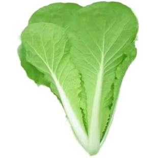 四季黄金奶油小白菜早熟阳台庭院种菜种四季播奶油白菜蔬菜种子