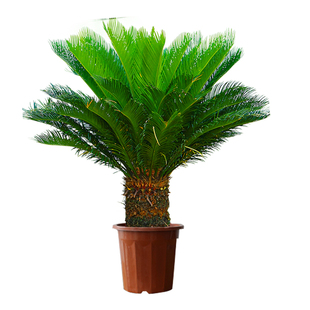 铁树盆栽大型龙铁树绿植盆景客厅室内旺宅树苗树木大盆植物除甲醛