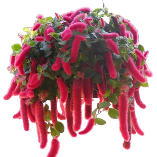 吊兰盆栽岁岁红室内植物花期长多年生宿根花卉耐热耐寒好养