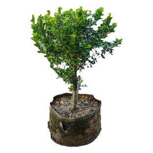 香水米兰花盆栽四季开花浓香阳台花卉绿植庭院常青盆景老桩大树苗