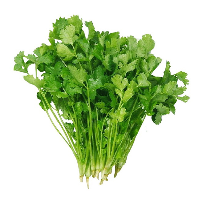 耐抽薹山东老香菜种子香菜籽芫荽小香葱大小叶香菜种四季阳台盆栽
