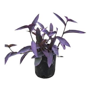 花镜绿植紫竹梅盆栽庭院植物别墅造景绿植适合懒人养的花易活四季