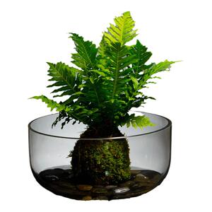 水培植物花瓶大口径花盆金鱼缸透明玻璃器皿水养植物绿萝水培花器