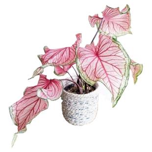 佛罗里达甜心思乐彩叶芋海王莫妮卡花镜阳台室外庭院五彩芋植物