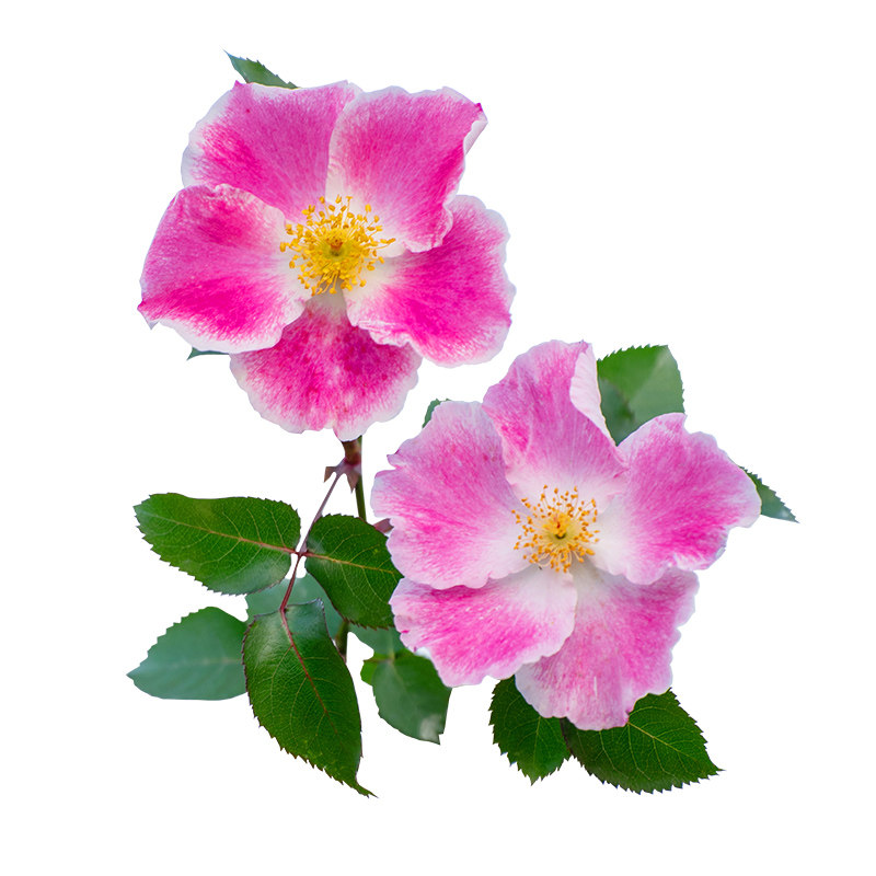 【桃华影】天狼月季自育单瓣丰花灌木庭院花园观赏性花卉盆栽苗