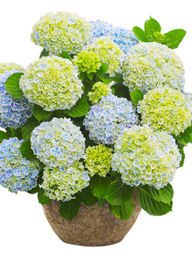 海蒂的花园新品大花绣球花盆栽苗上新阳台盆栽窗台绣球植物