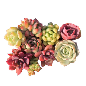 萌肉小组合一物一拍套餐组合特价回馈超值多肉植物抢购大棚直销