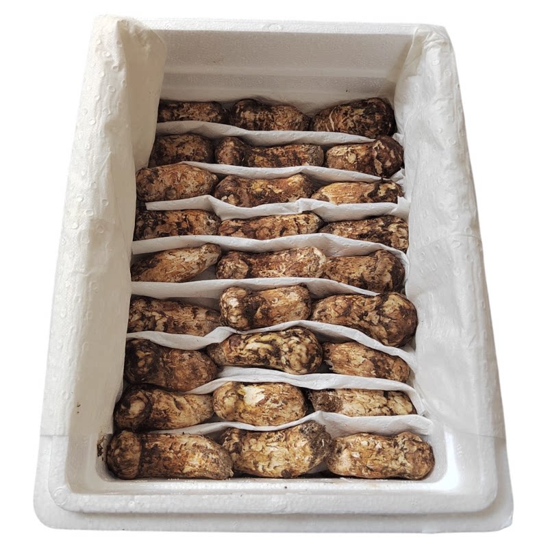 2026云南香格里拉野生新鲜松茸菌菇野生菌正品不开伞出口级松茸鲜