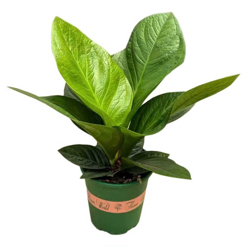 聚宝盆绿植物小盆栽办公室内桌面客厅花卉好养开业发财树四季常青