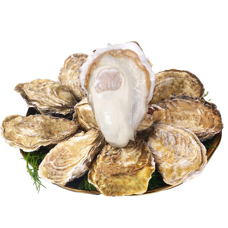 【免洗生蚝礼盒装】贝司令乳山鲜活生蚝12/8只佳节送礼配蒜蓉
