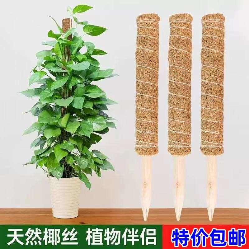 绿萝爬藤杆龟背竹支撑柱固定架植物爬椰棕棒藤棕榈柱椰丝苔藓柱