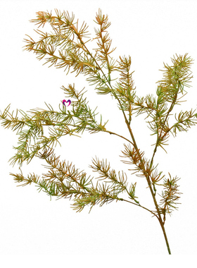 仿真绿植秋色绿植装饰花黄色家居