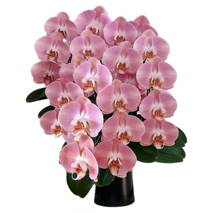 西瓜红超大花鲑鱼蝴蝶兰花苗带花苞好养客厅旺宅乔迁鲜花真花绿植