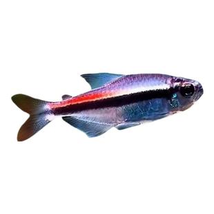 绯红巧克力霓虹小型灯鱼热带鱼南美鱼高端鱼草缸鱼群游观赏鱼包邮