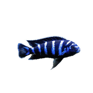 三湖慈鲷鱼观赏鱼马鲷活体鱼非洲王子耐养易活中小型热带鱼淡水鱼