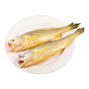 舟山野生大黄鱼2斤新鲜冷冻海捕黄花鱼中大号小黄鱼鲜活海鲜水产
