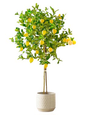 香水柠檬带果盆栽大型植物