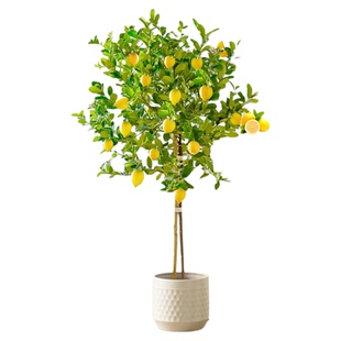 香水柠檬树客厅绿植带果盆栽大型植物室内阳台禄植四季好养除甲醛