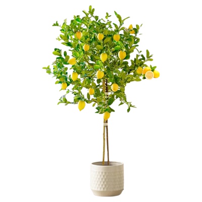 香水柠檬带果盆栽大型植物