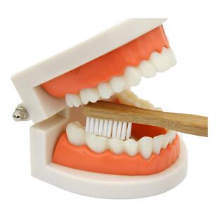 蒙生蒙氏教具儿童早教练习刷牙牙齿模型口腔模型工作套装假牙模型