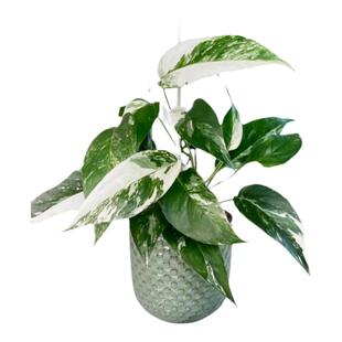 白锦麒麟尾锦爬藤epipremnum pinnatum vari热带植物天南星科锦化