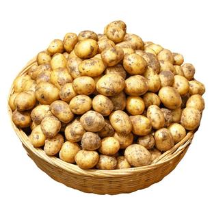 2025恩施小土豆新鲜湖北高山农家黄心土豆迷你马铃薯洋芋当季蔬菜