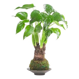 水养植物苔藓球千手观音盆景室内滴水观音绿植春羽净化空气好养植
