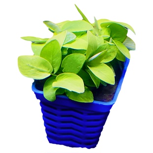 淡水新款明昊水族造景圆叶迷你小巴丹麦小水榕瓦利斯懒人水草易活