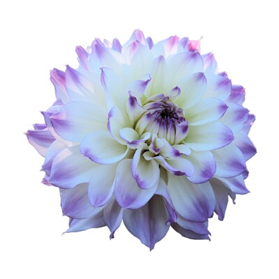 现货荷兰进口大丽花多年生种球