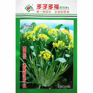 连州菜心种子种籽广东菜苔四季蔬菜孑迟甜菜心南方四季菜种菜籽播