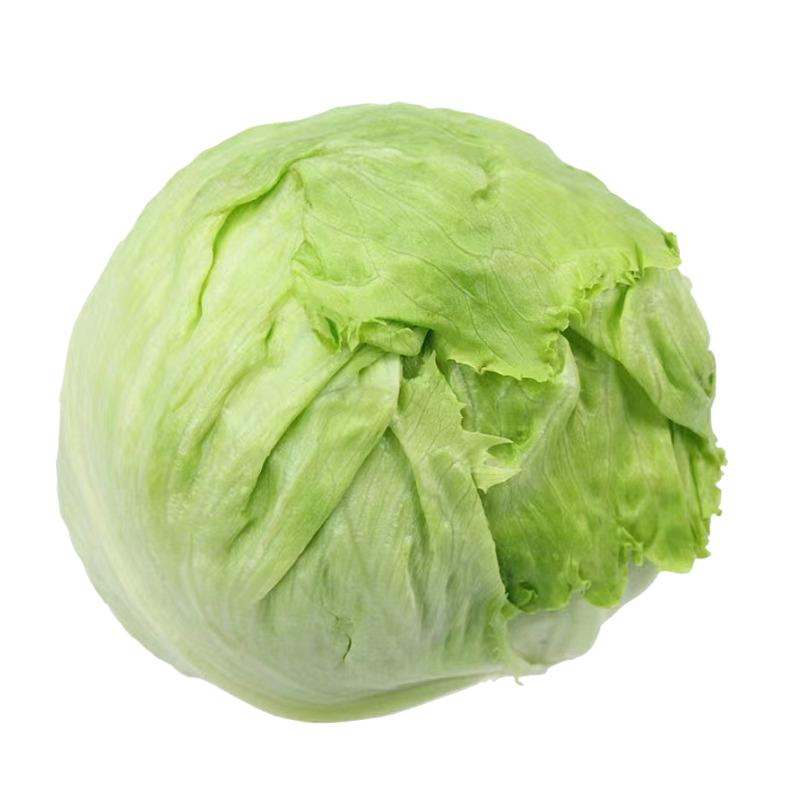 新鲜球生菜西生菜圆生菜西汉堡包专用生菜球沙拉蔬菜食材球形生菜
