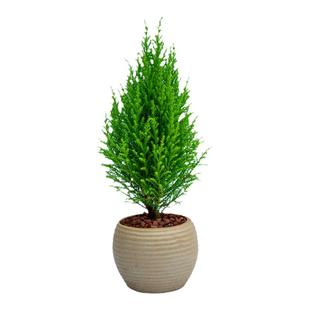 小香松树盆栽植物花卉室内客厅办公室电脑桌面绿植摆件迷你小盆景