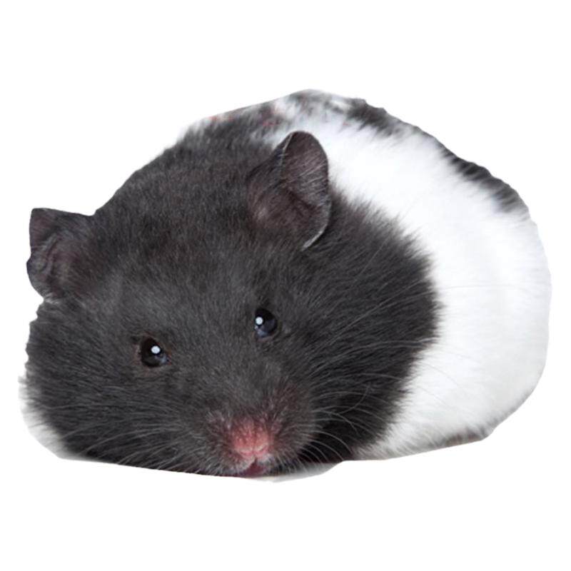 奶牛熊黑白金丝熊仓鼠适合养的宠物鼠小孩子小型好养珍珠熊小仓鼠